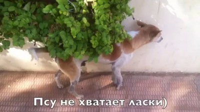 когда никто не гладит