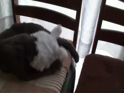 Кот обратный реверс