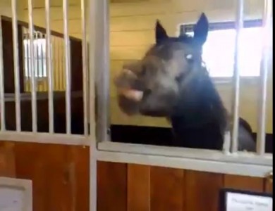 Лошадь смеется