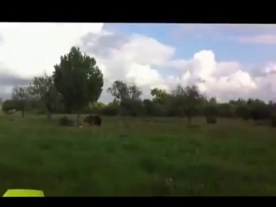 Такого медведя я вижу в первый раз