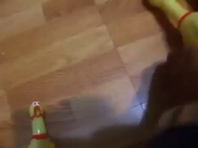 Китайская игрушка курица для собаки