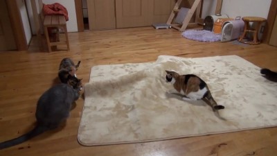 Кот шифруется.