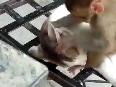 Crazy Monkey disturbing cat while sleeping