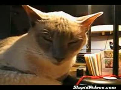 Котэ залипает