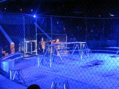 Лев напал на человека