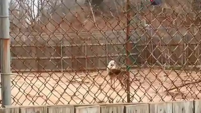 Wolf Sanctuary - Pack Howling