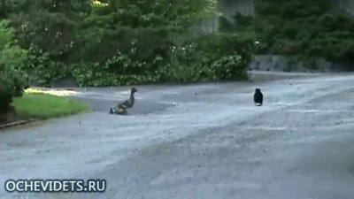 Вороны напали на утиное семейство