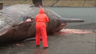 Exploding sperm whale (Original - Real time)