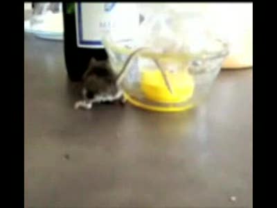 мышка и прлипший хвостик