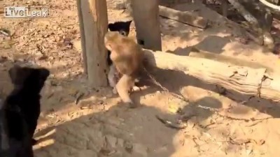 Обезьяна пристаёт к щенку ...