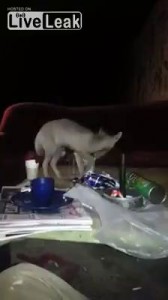 Хамас использует биологическое оружие