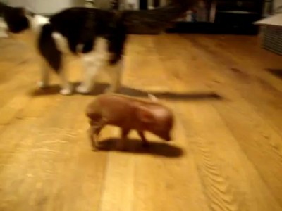 Manuka Piglet - Sunday 17th Janaury 2010 - 15 days old