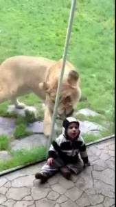 Lion tries to eat baby PART 1.