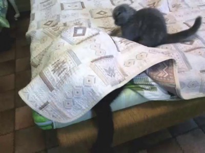 Я его найду