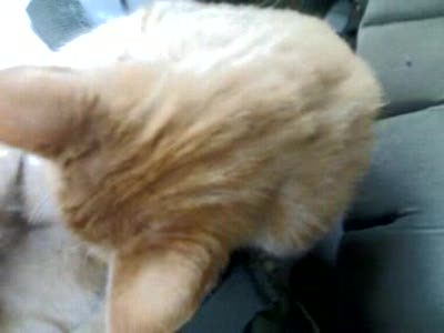 кот онанист