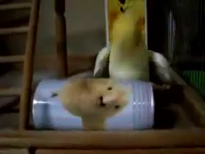 Попугай убийца!