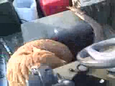 утка взбесилась! 