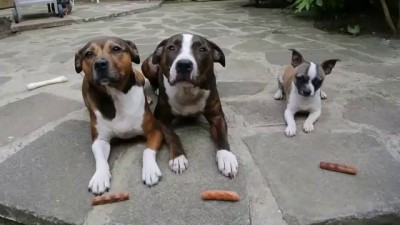 The Sausage Thief !! Elmo Staffy / The Greedy Chihuahua / from Staffy Lover