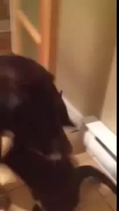 Пса не было дома 10 дней