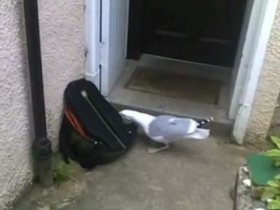 Чайка - вор 80 левела .