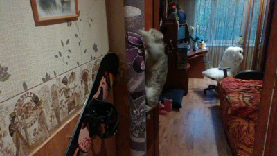 кошка на столбе