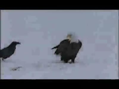 Ворон - рыболов