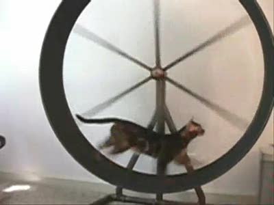 Bengal Cat Fighting for the Exercise Wheel