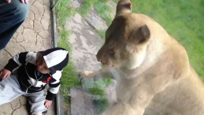 Lion tries to eat baby PART 2.MOV