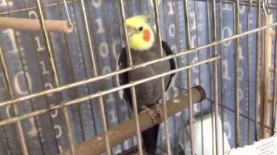 Карелла поет кин дза дза