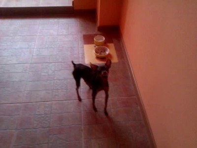 Фунтик,дай кусочек!