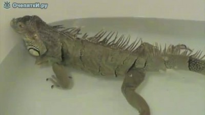 игуана