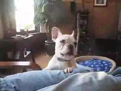 Собачка просит игрушку...