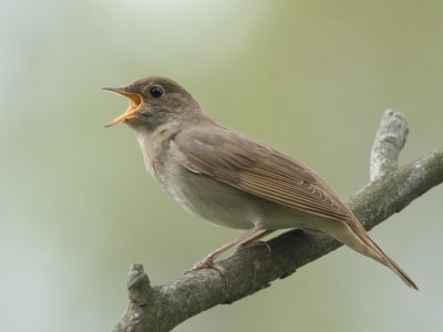 Жанна Бичевская  "Ах,как птицы поют"