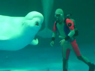 ベルーガ、バブルリング練習