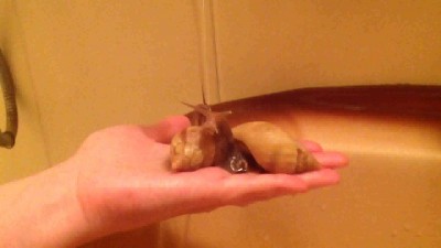 улитки ахатины