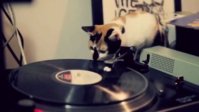 DJ Cat