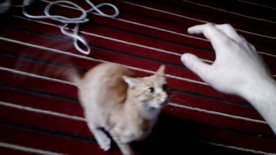 Злобная кошка