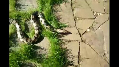 Кобра на прогулке