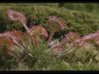 Необычайный охотник Росянка!