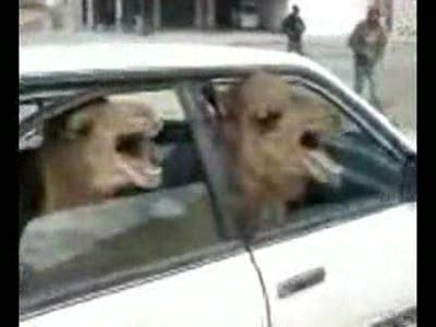 водила !поехали!