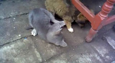 Щенок против котенка