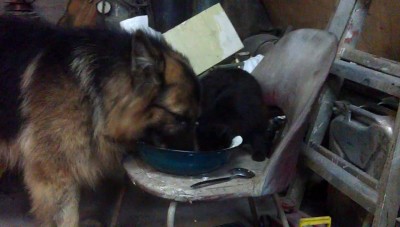 Настоящая мужская дружба