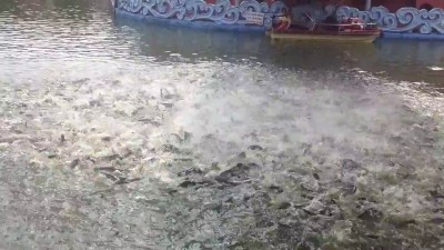 Кормление рыб