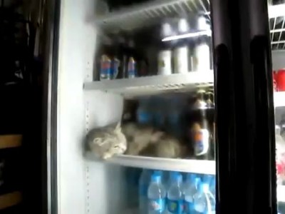 Котик не продаётся