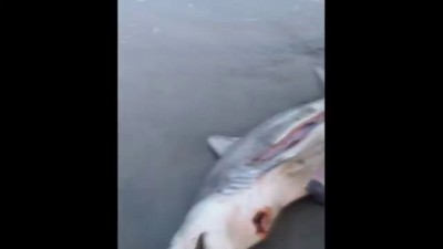 DEAD SHARK GIVES BIRTH TO 3 BABY SHARKS WITH HELP OF GOOD SAMARITAN ON THE BEACH