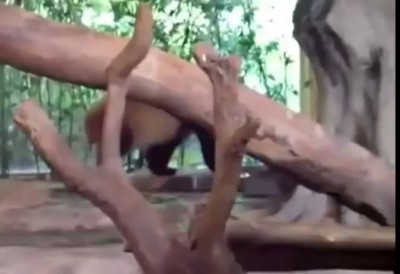 Панда экскреминтирует на другую панду )