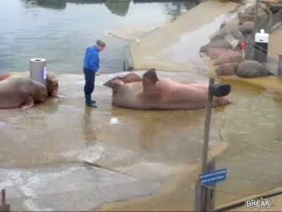 Лев - спортсмен