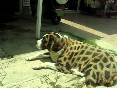 Гепардовая собака 