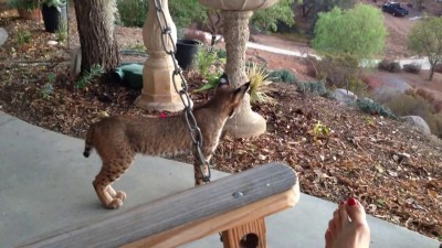 Рысь не заметила как её снимают...