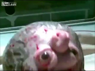 новорожденный в египте